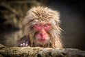 25 Jigokudani Snow Monkey Park